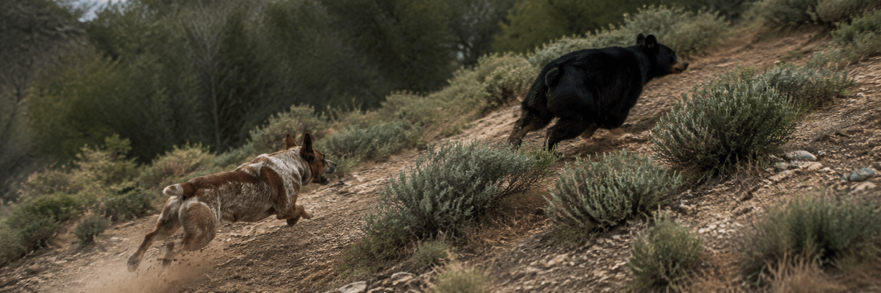 Heeler chasing a black bear uphill